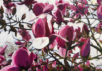 André Van Schuylenbergh, Magnolia's 11