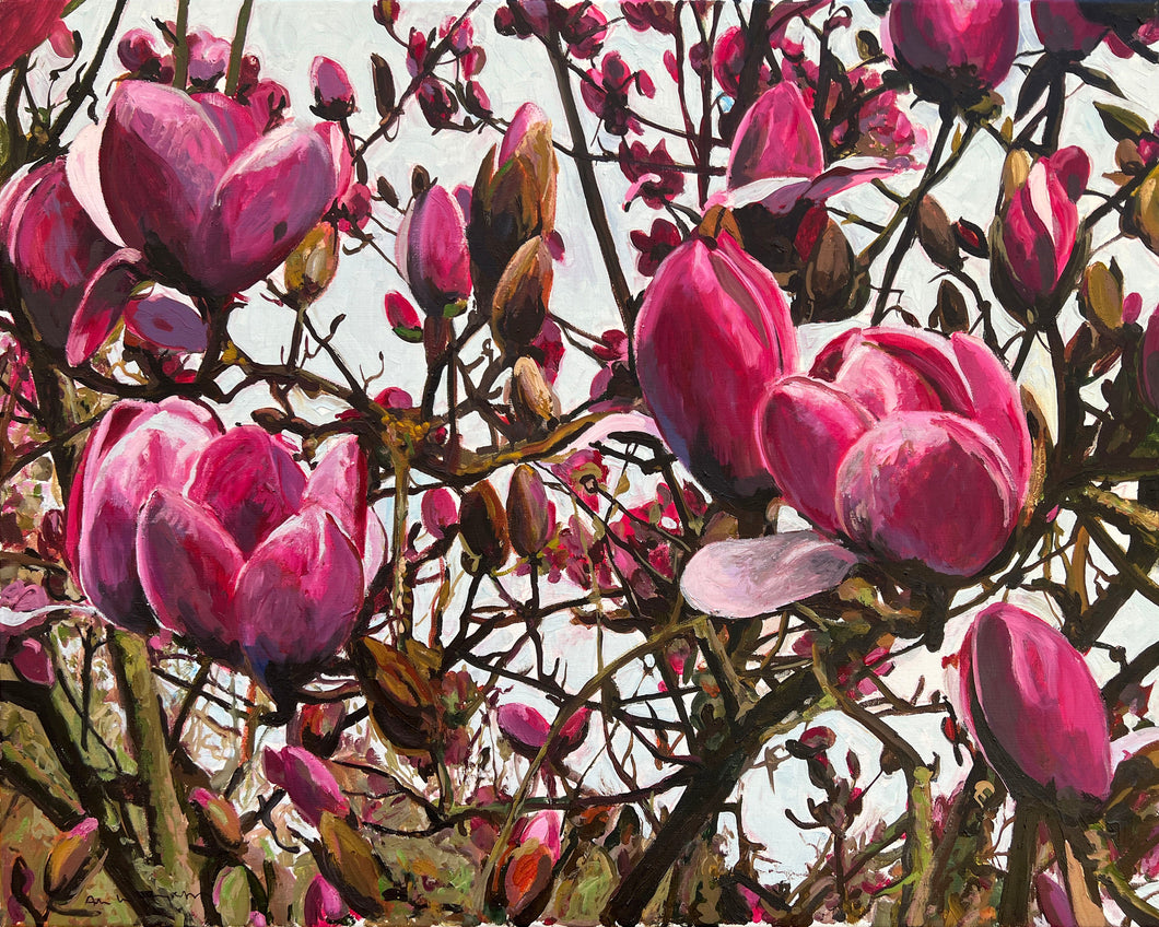 André Van Schuylenbergh, Magnolia's 12