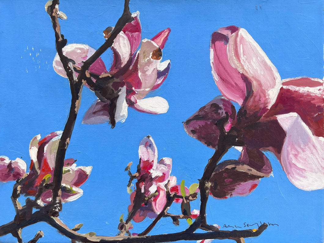 André Van Schuylenbergh, Magnolia's 1