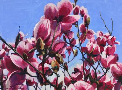 André Van Schuylenbergh, Magnolia's 24