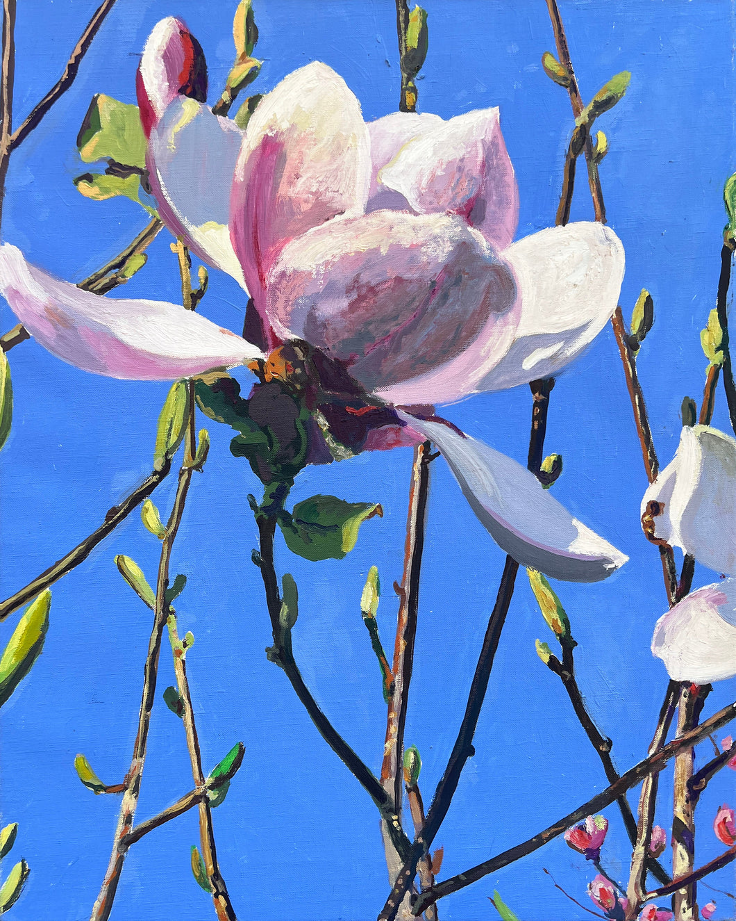 André Van Schuylenbergh, Magnolia's 3