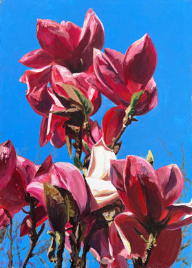 André Van Schuylenbergh, Magnolia's 7