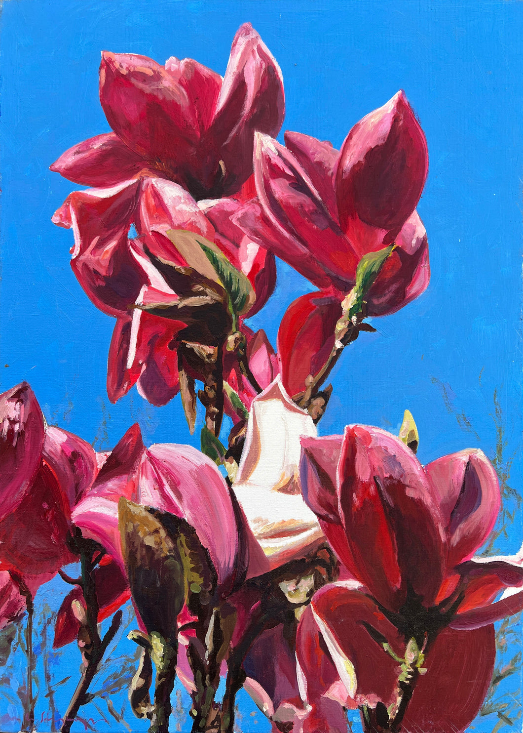André Van Schuylenbergh, Magnolia's 7